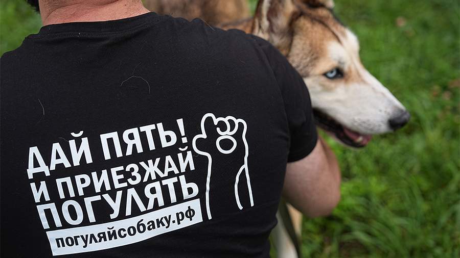 В добрые лапы: как живут подопечные приюта «Мокрый нос»