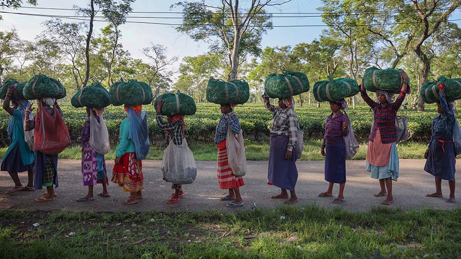 Падал увядавший лист: чайные плантации Индии столкнулись с рекордной засухой