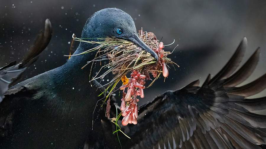 Полет красоты: победители конкурса Audubon Photography Awards 2025