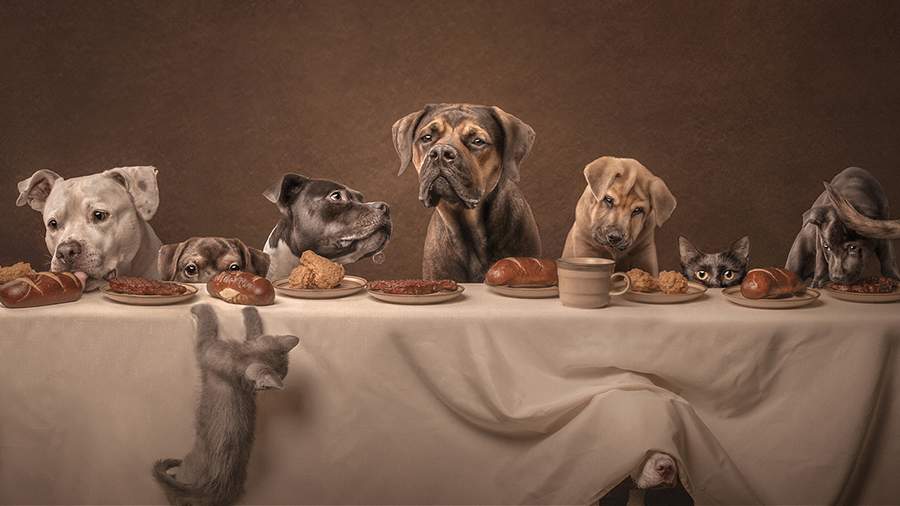 Хвостатый кадр: чем запомнилась Dog Photography Awards 2025