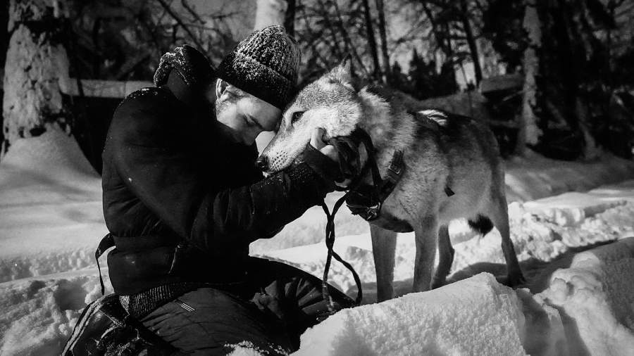 Одной крови: как бывший танцор воспитывает волка в Королеве