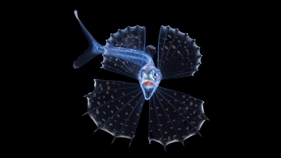 Глубокий взгляд: названы лучшие снимки подводного мира