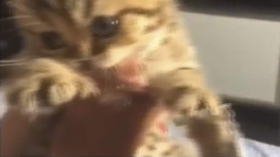 Настойчивый котенок в борьбе за мясо 