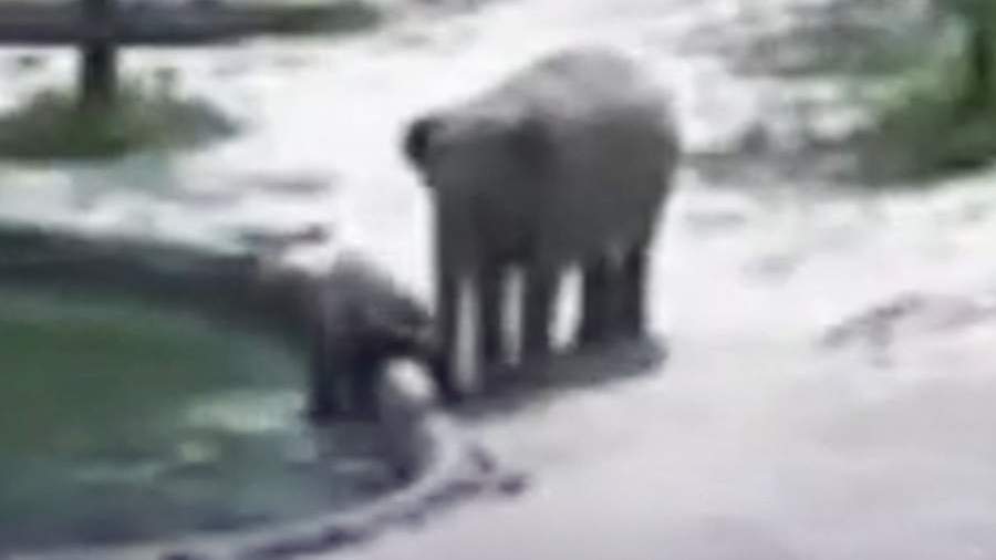 В зоопарке Сеула слоны вытащили тонущего детеныша из воды