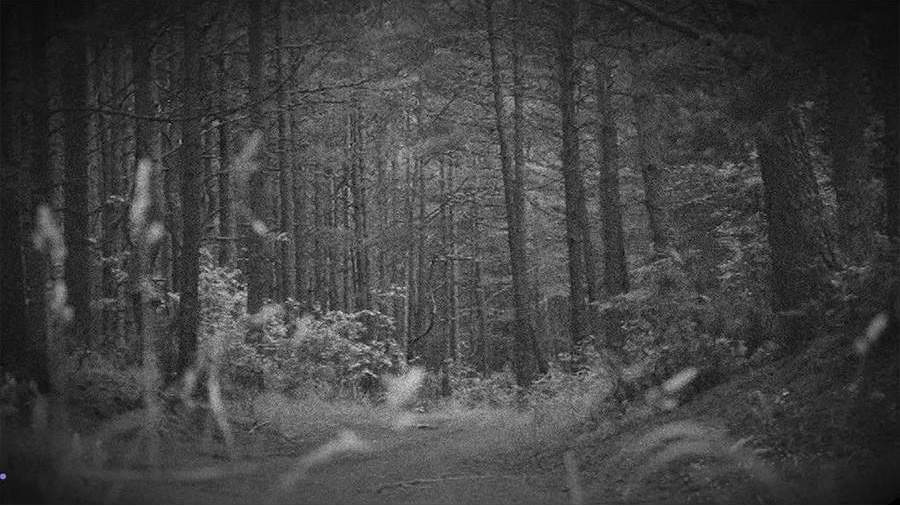 Нелегальная свалки токсичных отходов отравила почву под Псковом