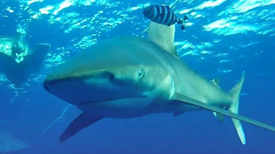 В Хургаде белая акула напала на туриста