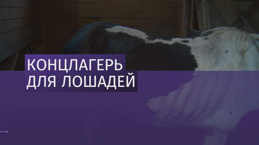 Подопечные конного клуба в Балашихе голодают