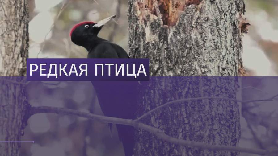 В Серебряном Бору обнаружен самый большой дятел в России 