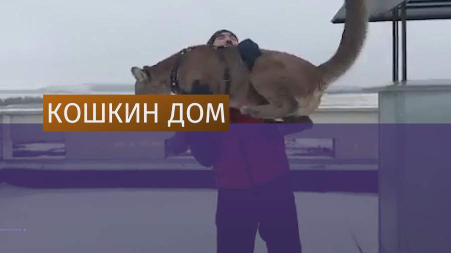 Пума живет в семье в Пензенской области