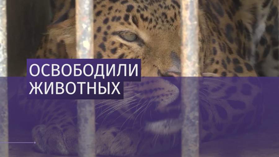 Незаконную продажу леопардов пресекли в Карачаево-Черкесии