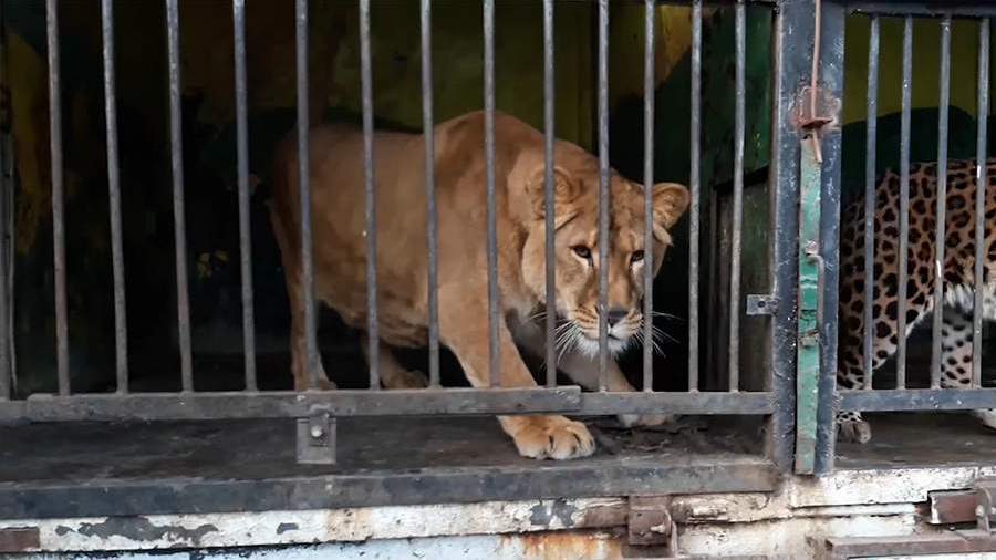 Полиция пресекла нелегальную продажу детенышей леопардов