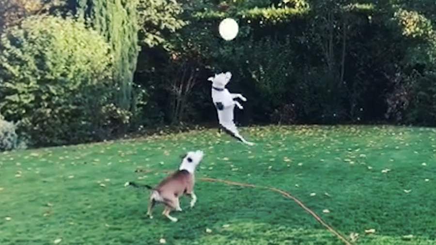 Два смешных стаффорда стали героями сети