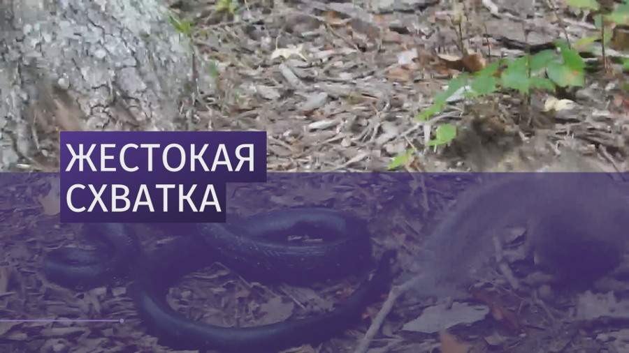 Белка напала на змею в американском штате Виргиния