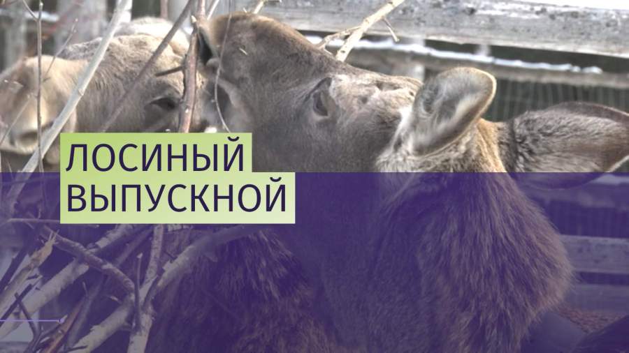 Четверых лосят отпустили на волю в национальном парке Зюраткуль