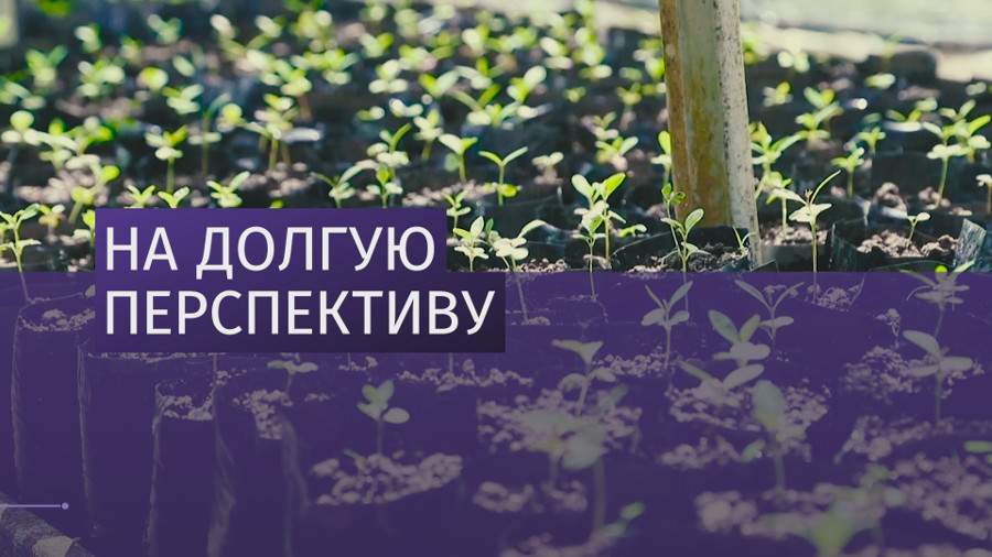 В Пуэрто-Рико восстанавливают живую природу