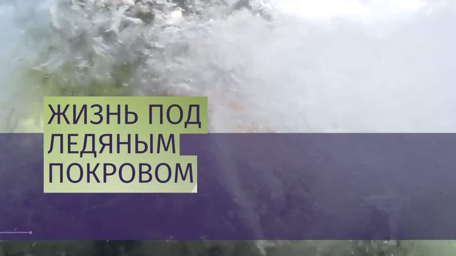 Жизнь под ледяным покровом: аквалангист погрузился на дно Белого моря