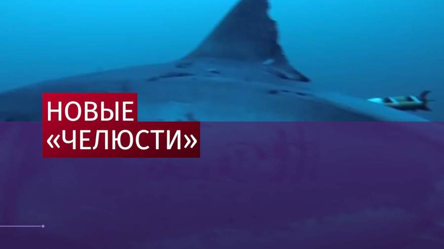 Семь нападений акул на людей произошло в Австралии с начала года