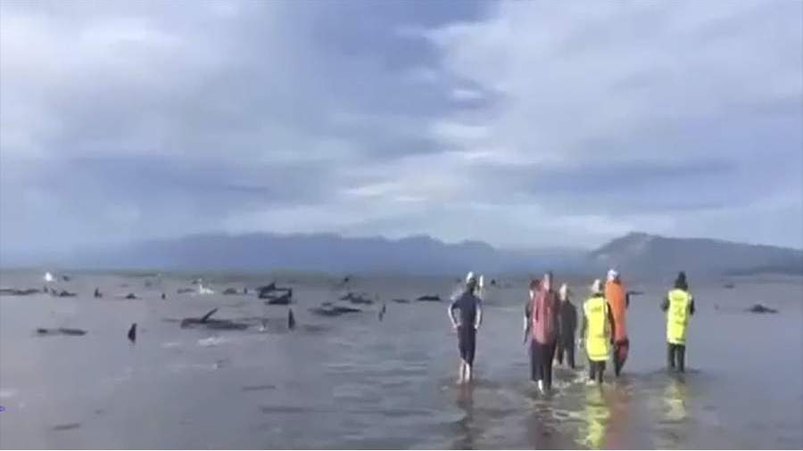 Более 30 черных дельфинов выбросились на побережье в Новой Зеландии