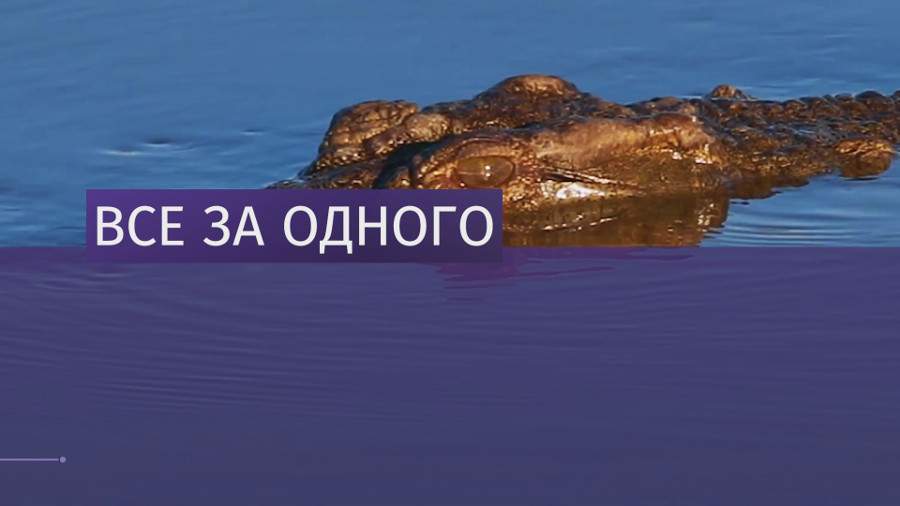 как антилопу спасли бегемоты. Смотреть фото как антилопу спасли бегемоты. Смотреть картинку как антилопу спасли бегемоты. Картинка про как антилопу спасли бегемоты. Фото как антилопу спасли бегемоты как антилопу спасли бегемоты. Смотреть фото как антилопу спасли бегемоты. Смотреть картинку как антилопу спасли бегемоты. Картинка про как антилопу спасли бегемоты. Фото как антилопу спасли бегемоты