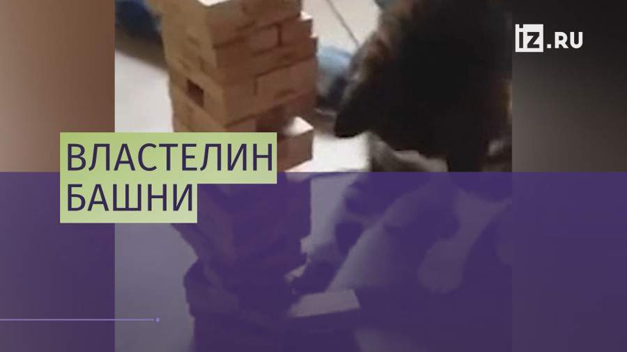 Кот попытался обыграть хозяина в дженгу