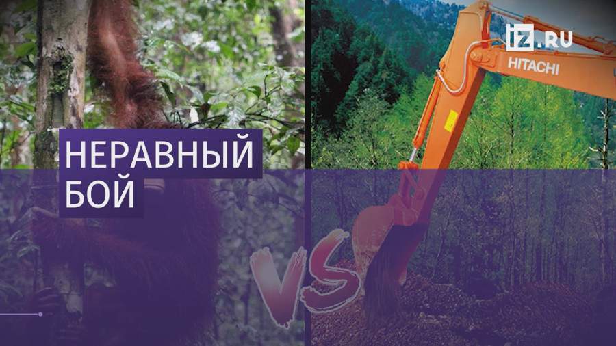 Орангутан сразился с бульдозером на острове Борнео