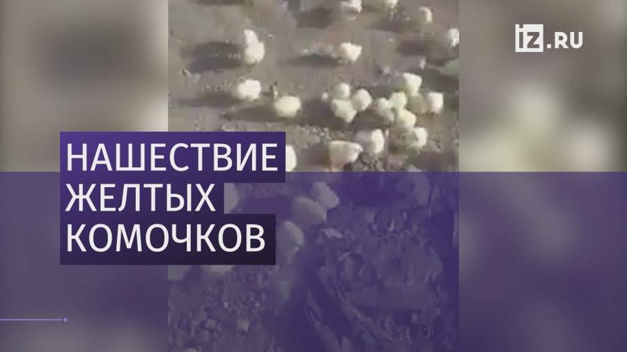 Нашествие желтых комочков: в Грузии на свалке вылупились сотни цыплят