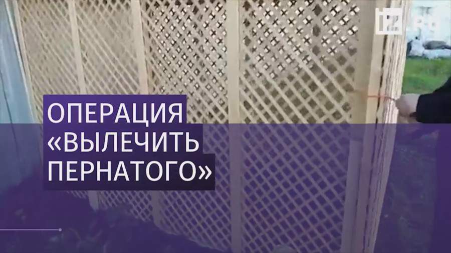 В тагильской колонии приютили раненого фазана