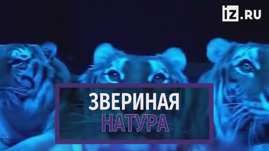 Звериная натура: на Эдгарда Запашного во время номера напала тигрица