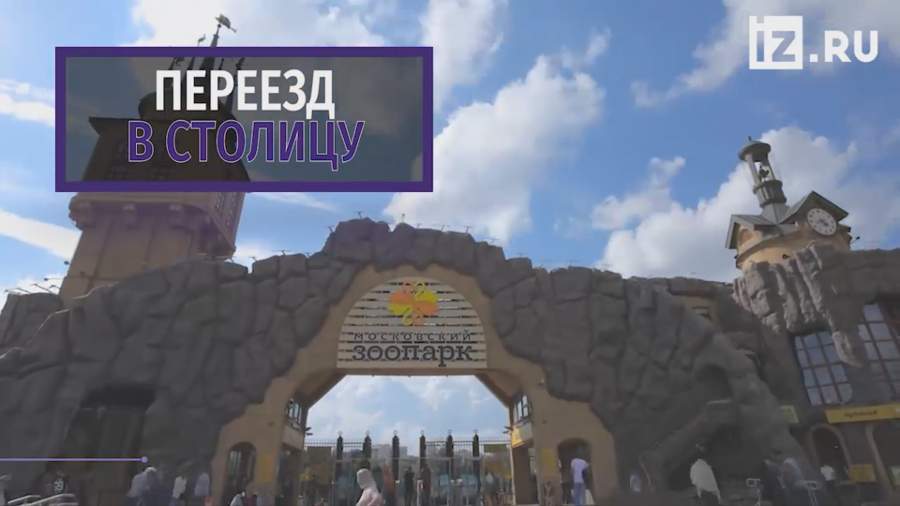 В Московский зоопарк привезли детеныша борнейского орангутана