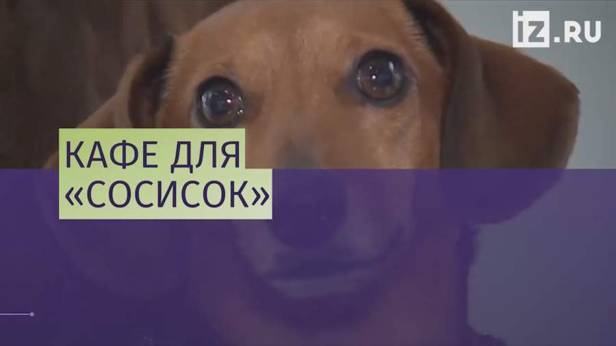 В Лондоне открылось кафе для такс