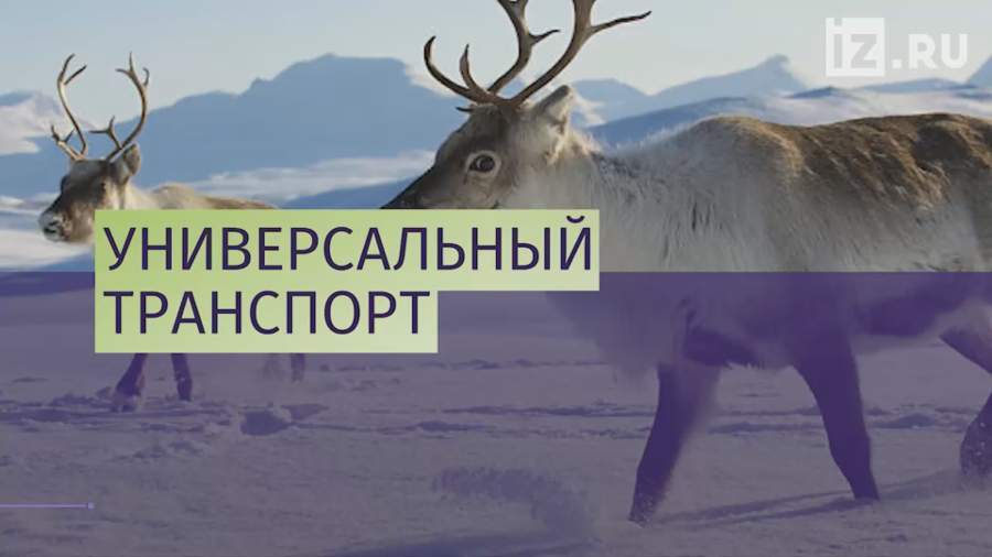 Ямалец переплыл реку на оленьей упряжке