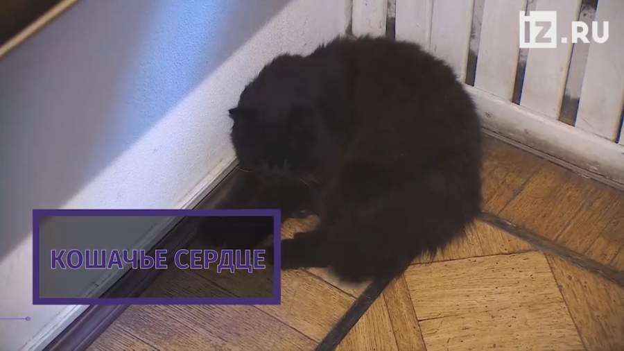 Пропавший из «Булгаковского дома» кот Бегемот нашелся