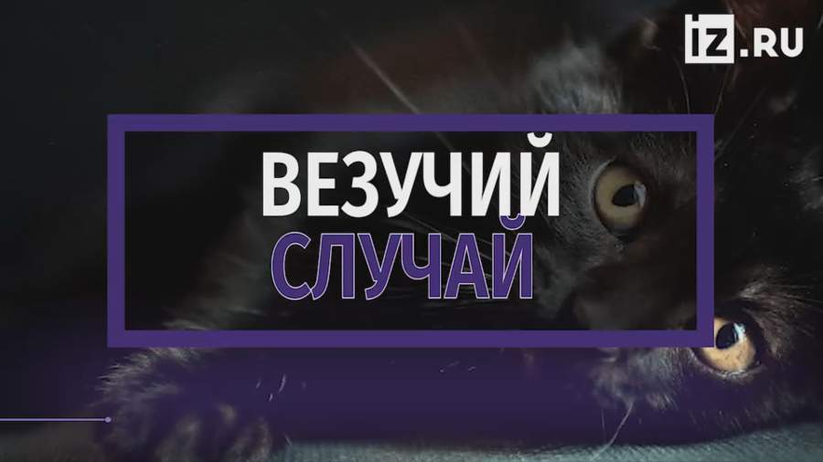 Полицейские в Майами спасли котенка