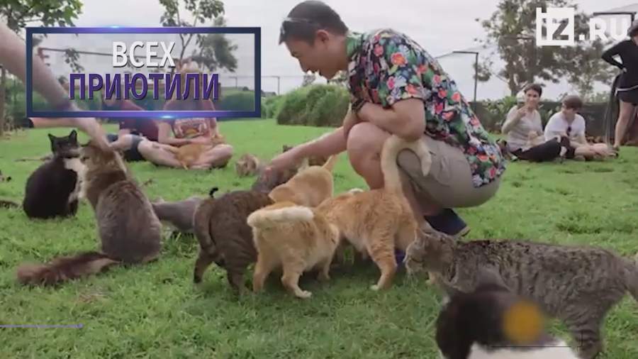 Заповедник кошек на Гавайях стал местной достопримечательностью