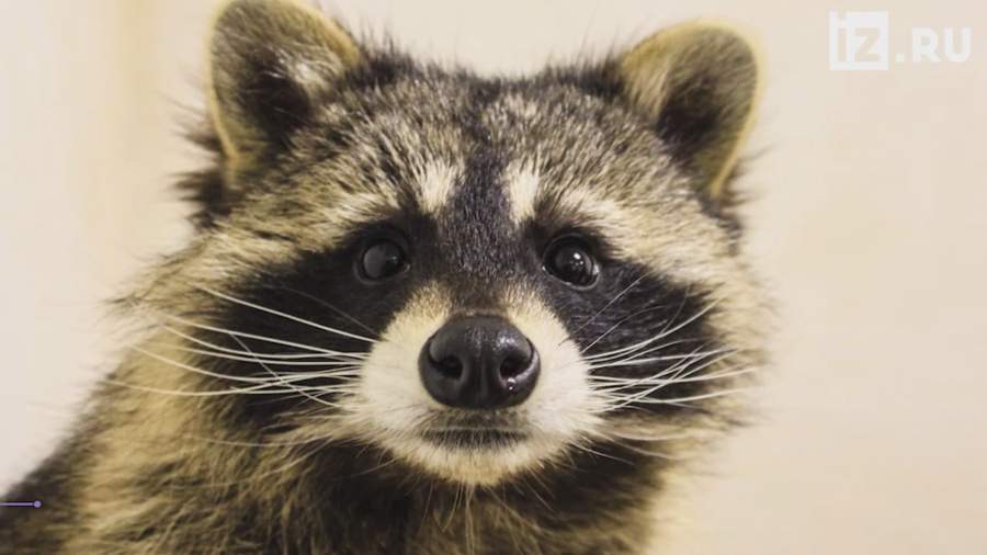 В Канаде прожорливый енот забрался в дом и съел вcю еду