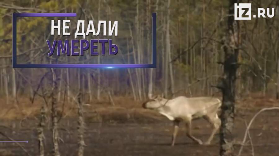 Двое ямальцев спасли застрявшего в трясине оленя