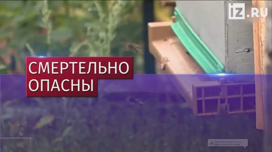 Европу атаковали тропические шершни