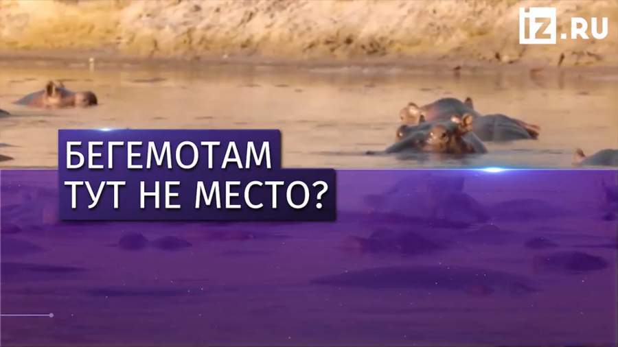 2 тыс. бегемотов могут убить из‐за обмелевшей реки в Замбии