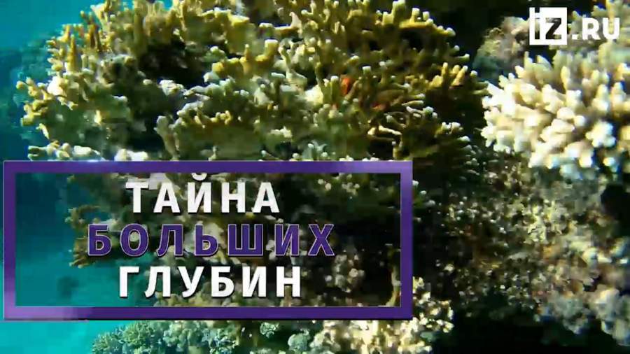 «Безголового куриного монстра»‍ впервые засняли у берегов Антарктиды