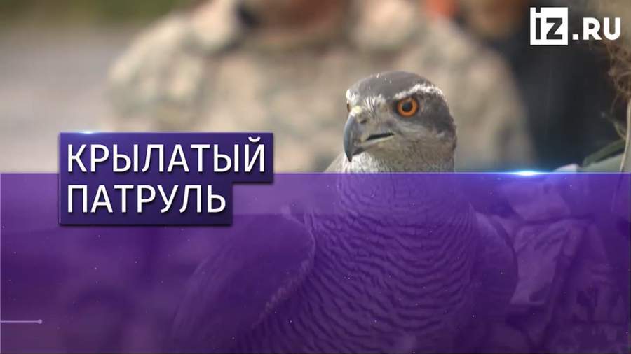 Ястребы отгоняют птиц со взлетных полос аэропорта Домодедово