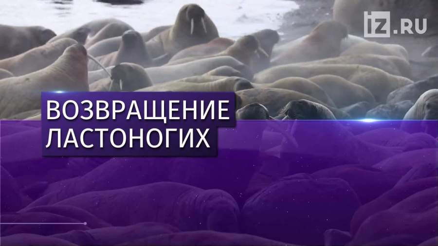 Моржи вернулись в Белое море