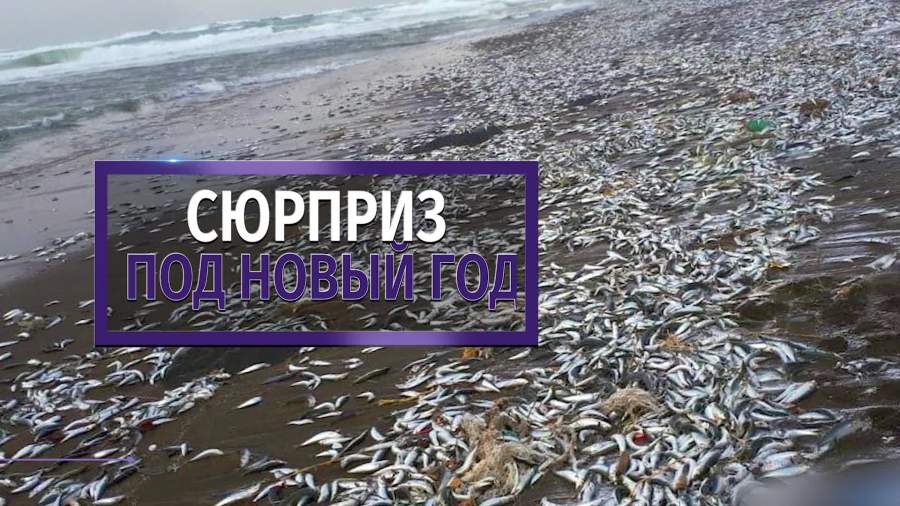 Шторм выбросил на берег Итурупа гигантское количество селедки