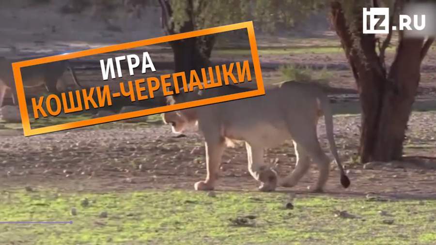 Черепаха обхитрила двух голодных львов в ЮАР