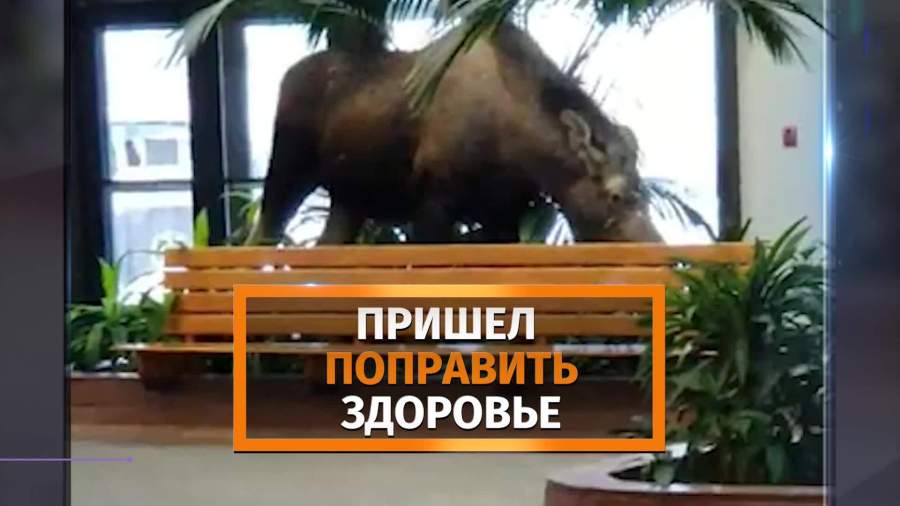 Лось зашел в больницу Анкориджа