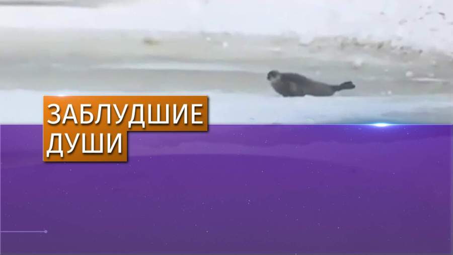 Канадский городок подвергся нашествию тюленей