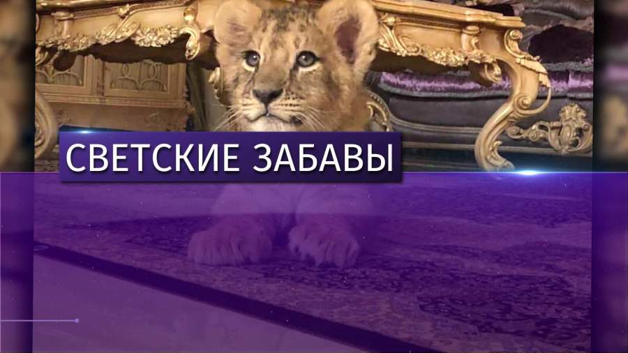 Супруга пермского депутата решила сдавать в аренду львенка