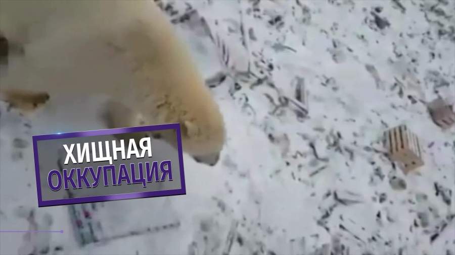 Спасение Новой земли от нашествия хищников сорвалось