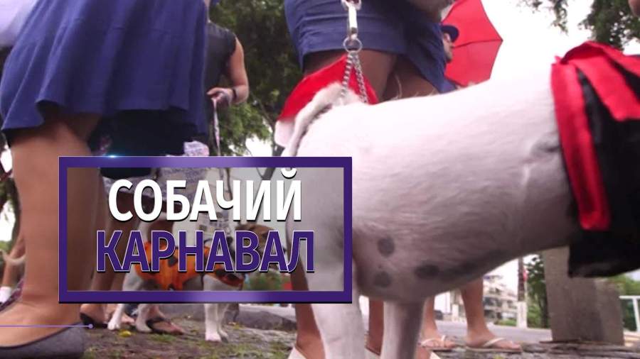 В Рио-де-Жанейро начался собачий карнавал