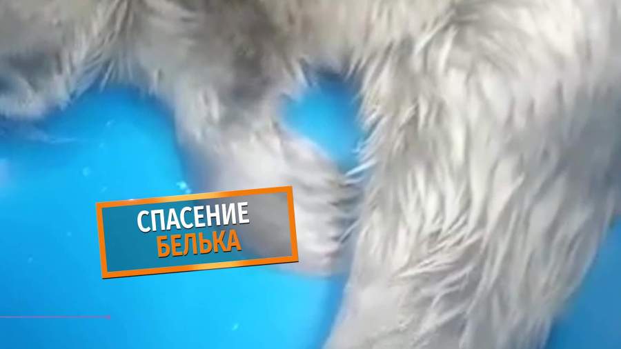 В Японском море спасли дрейфовавшего на льдине белька