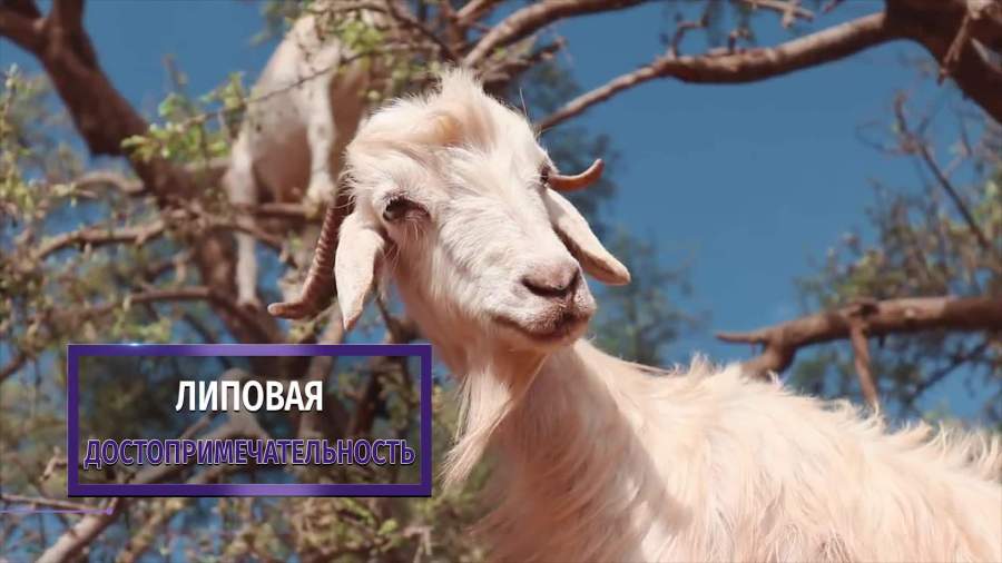 Любовь марокканских коз к лазанью по деревьям оказалась фейком